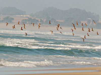 Marbled Godwits and Long-billed Curlews, flocking together