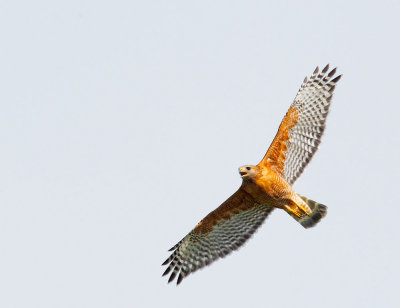 Red-shouldered Hawk