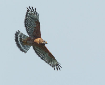 Red-shouldered Hawk