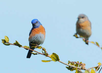 You're So Vain (Western Bluebirds, pair)