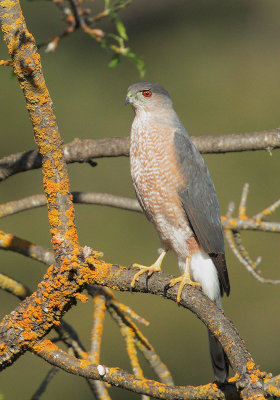 Cooper's Hawk