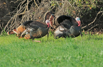 Wild Turkeys, males displaying