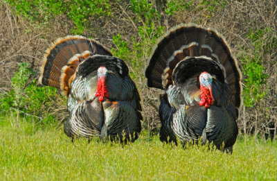 Wild Turkeys, males displaying