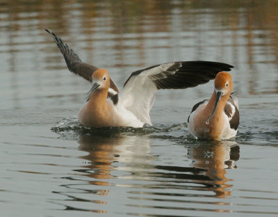 American Avocets, courting