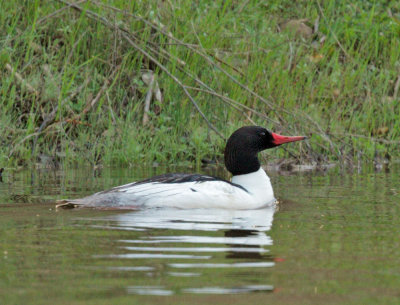 Common Merganser, male