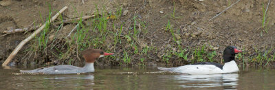 Common Mergansers, pair