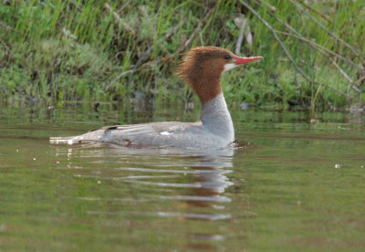 Common Merganser, female