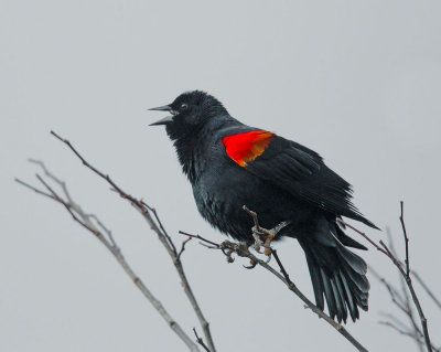 Red-winged Blackbird, Bicolored male, singing