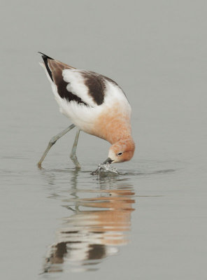 American Avocet