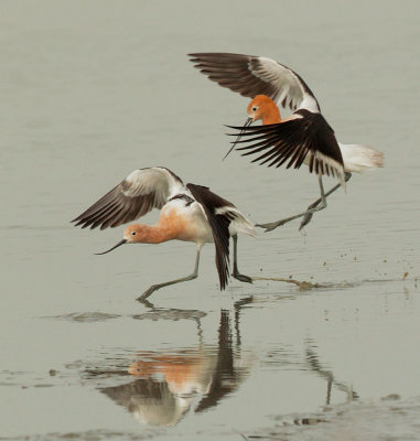 American Avocets, pair courting