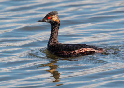 Eared Grebe, molting to breeding plumage