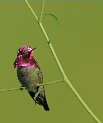 Anna's Hummingbirds