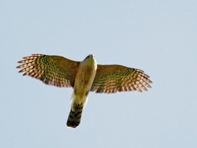 Cooper's Hawk, overhead