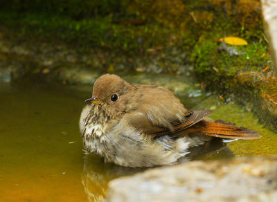 Hermit Thrush