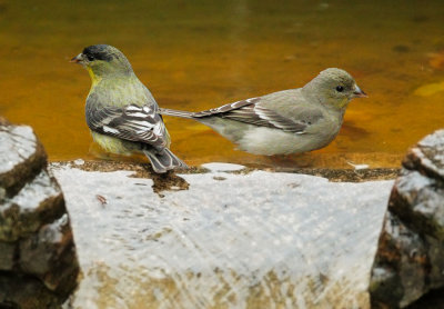 Lesser Goldfinch pair