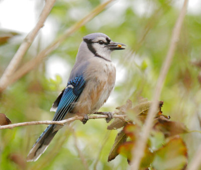 Blue Jay, juvenile