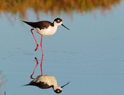 Black-necked Stilt, female