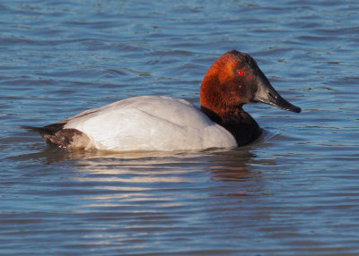 Canvasback, male