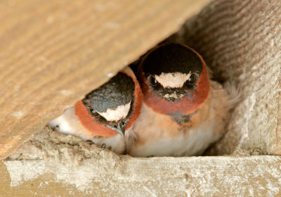 Cliff Swallows, nesting pair
