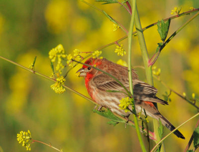 House Finch, male