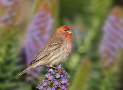 House Finch, male