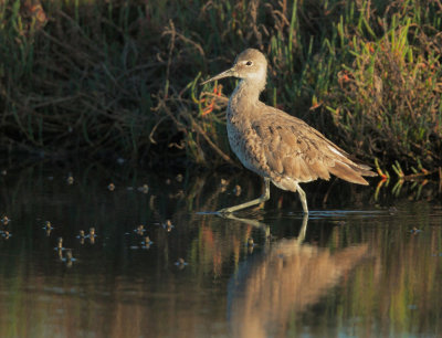 Willet, molting to breeding plumage
