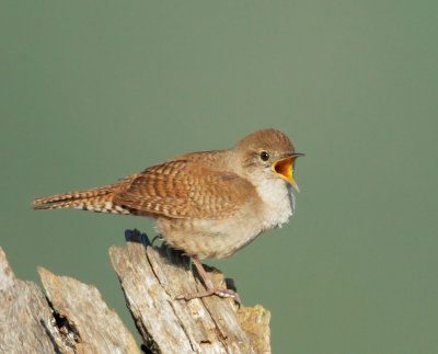 House Wren, male