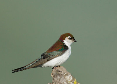 Violet-green Swallow, male