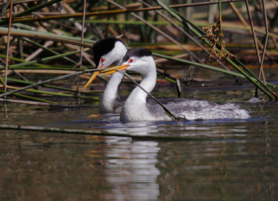 Clark's Grebes, courting display