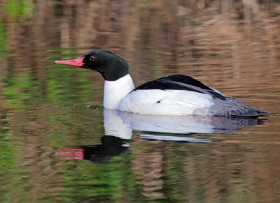 Common Merganser, male