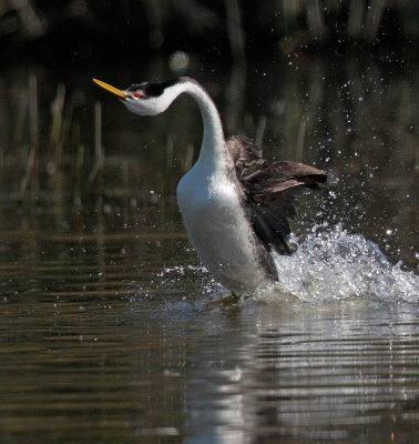 Western Grebe, displaying