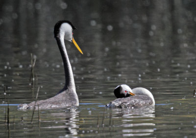 Clark's Grebes, courting display