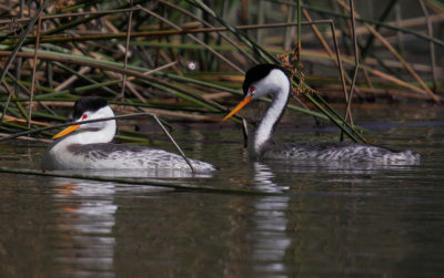 Clark's Grebes, courting