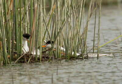 Clark's Grebes, pair at nest