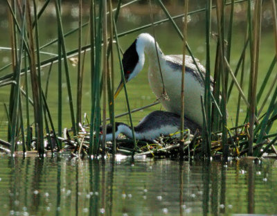 Western Grebes, copulating at the nest