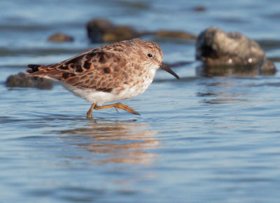 Least Sandpiper, molting to breeding plumage