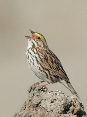 Savannah Sparrow, singing male
