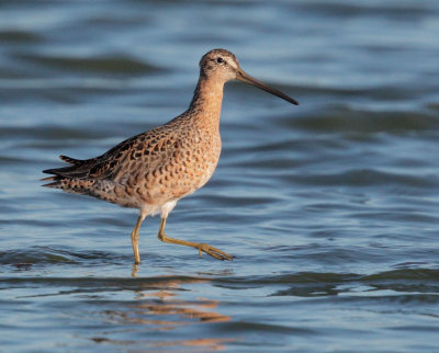 Short-billed Dowitcher, molting to breeding plumage
