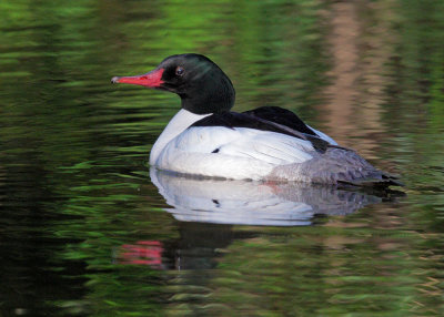 Common Merganser, male