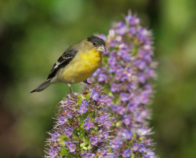 Lesser Goldfinch, male