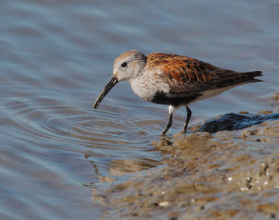 Dunlin, breeding plumage