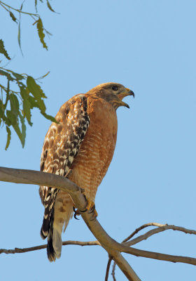 Red-shouldered Hawk