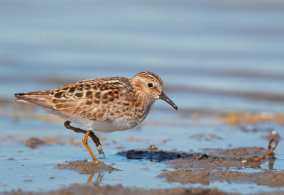 Least Sandpiper, breeding plumage