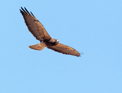 Swainson's Hawk