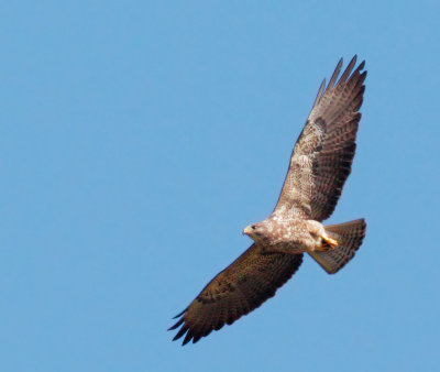 Swainson's Hawk, immature