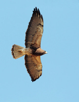 Swainson's Hawk