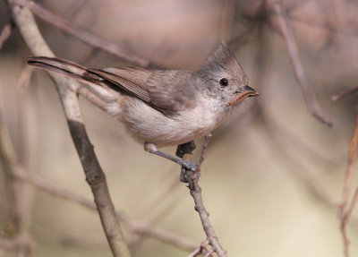 Oak Titmouse, carrying food (centipede?) to nest