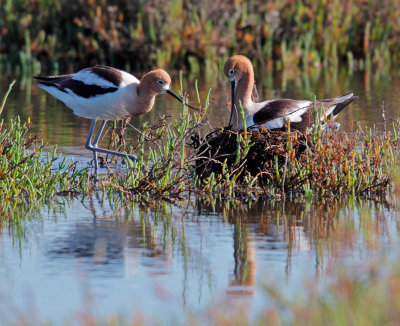 American Avocets, nesting