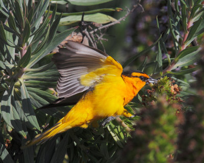 Birds -- Palo Alto Baylands