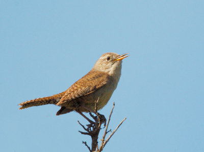 House Wren, singing male